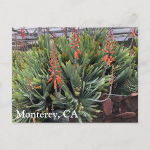 Postal Cartão de Posto Moneterey Fan Aloe Plicatilis