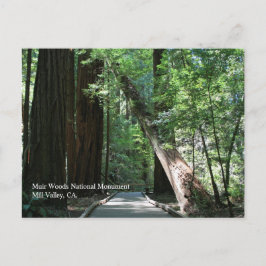 Postal Cartão de Posto Muir Woods