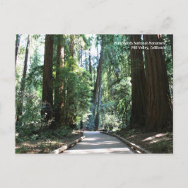 Postal Cartão de Posto Muir Woods