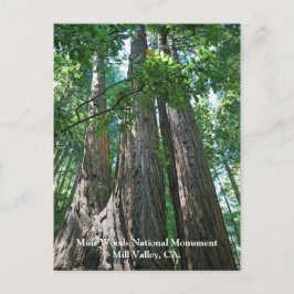 Postal Cartão de Posto Muir Woods