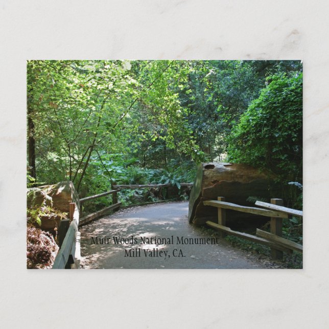 Postal Cartão de Posto Muir Woods (Frente)