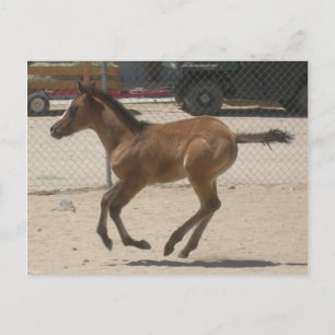 Postal Cartão de Posto Mustang-Spirit