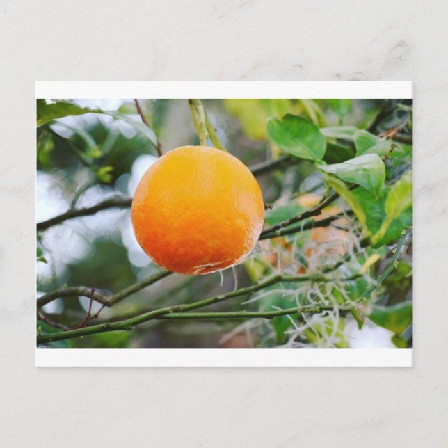 Postal Cartão de Posto Orange da Flórida (Frente)