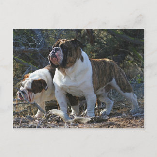 Postal Cartão de Posto Real Bulldog