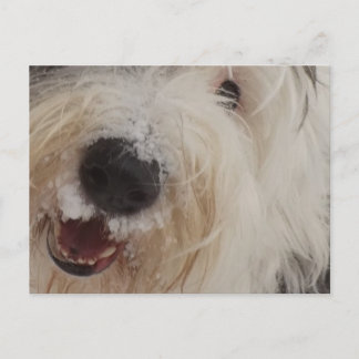 Postal Cartão de Posto Sheepdog Inglês Antigo - Face da N