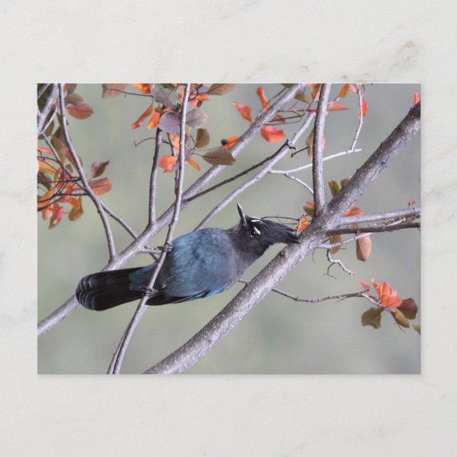 Postal Cartão de Posto Steller Jay (Frente)