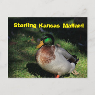 Postal Cartão de Posto Sterling Kansas Mallard