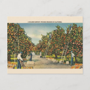 Postal Cartão de Posto Vintage California Orange