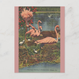 Postal Cartão de Posto Vintage Hialeah Park Miami Flaming