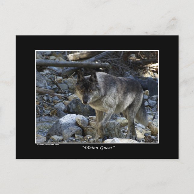 Postal Cartão de Posto Wolf de Cinza "Vision Quest" (Frente)