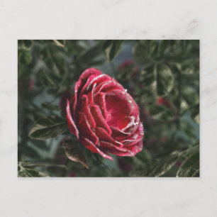 Postal Cartão de Presente de Despedida do Inverno