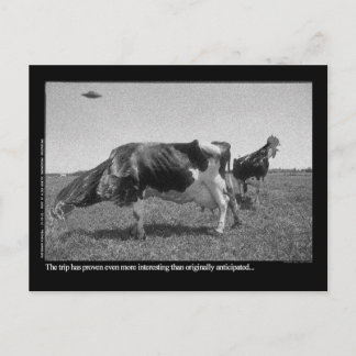 Postal Cartão de Roostercows