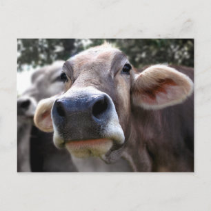 Postal Cartão de Saudação Bessy Diz Olá