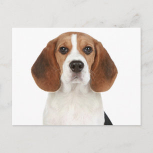 Postal Cartão de Saudação de Cachorro Beagle Filhote