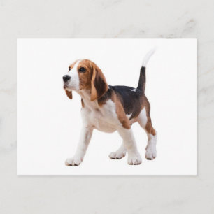 Postal Cartão de Saudação de Cachorro Beagle Filhote