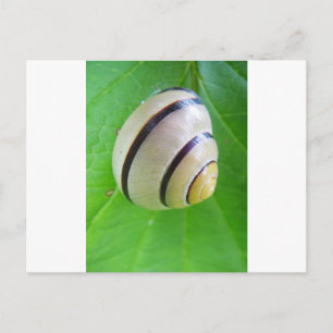 Postal Cartão de saudação de caracol branco-castanho