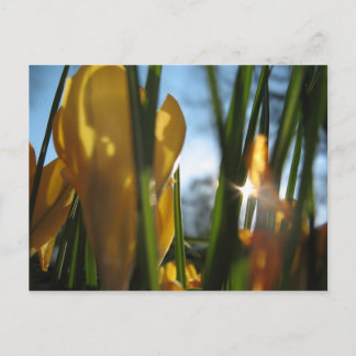Postal Cartão de saudação "Jardim Sunset"