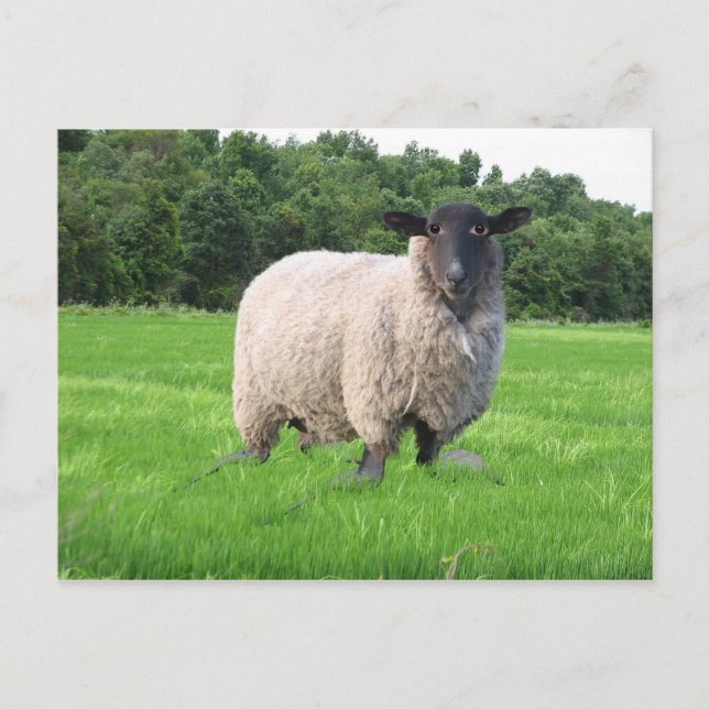 Postal Cartão de Sheal (Frente)