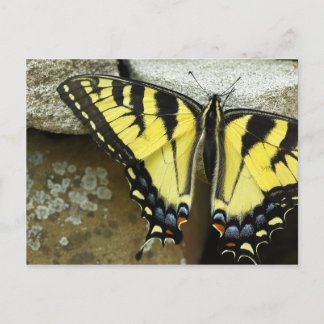 Postal Cartão de Swallowtail do tigre