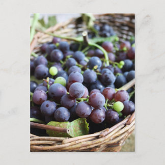 Postal Cartão de uvas italianas