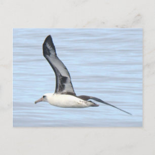 Postal Cartão do albatroz de Laysan