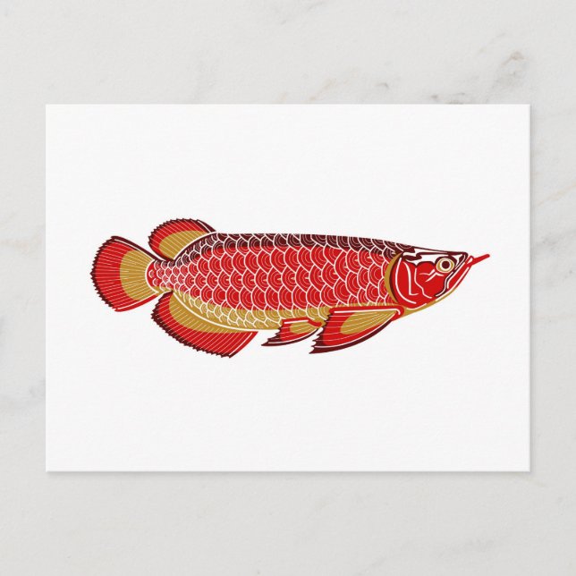 Postal cartão do arowana (Frente)