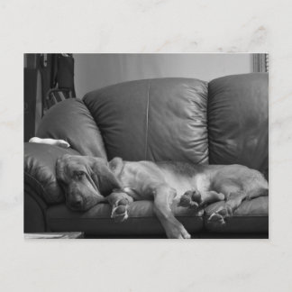 Postal Cartão do Bloodhound de Bella