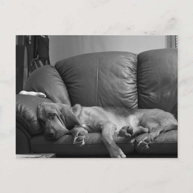 Postal Cartão do Bloodhound de Bella (Frente)