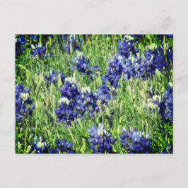 Postal Cartão do Bluebonnet