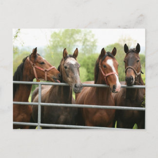 Postal Cartão do cavalo