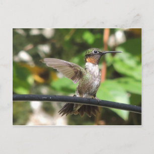 Postal Cartão do colibri