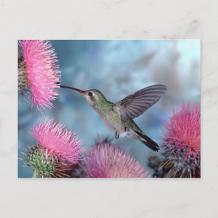 Postal Cartão do colibri