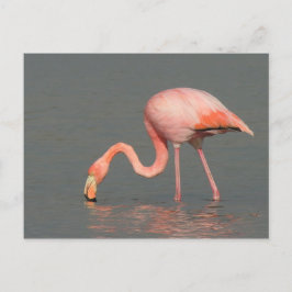 Postal Cartão do flamingo