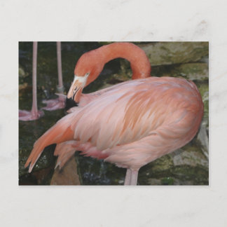 Postal Cartão do flamingo A11