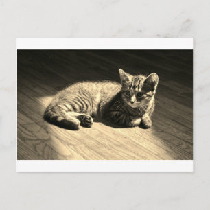 Postal Cartão do gatinho