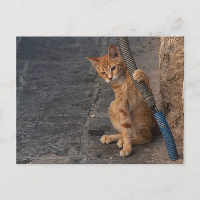 Postal Cartão do gatinho (Frente)