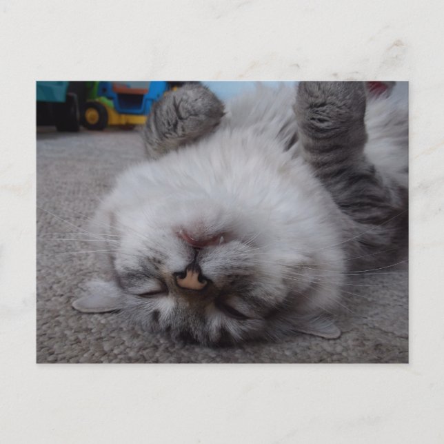 Postal Cartão do gatinho do vampiro (Frente)