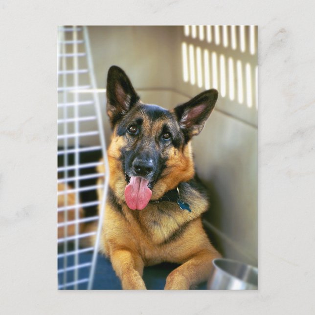 Postal Cartão do german shepherd (Frente)