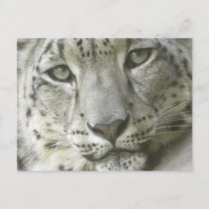 Postal Cartão do leopardo de neve