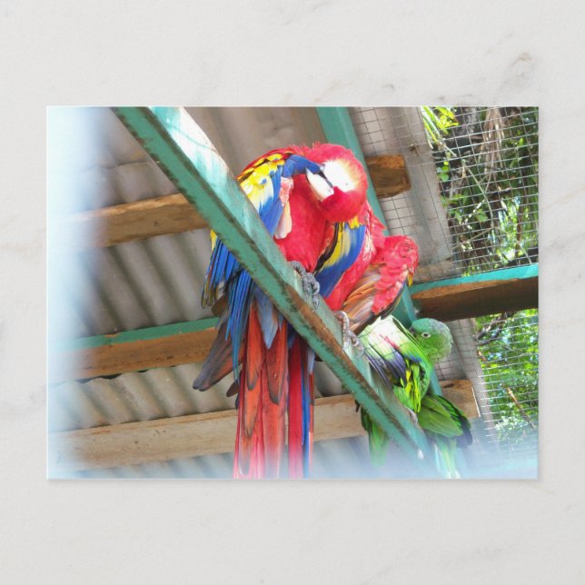 Postal Cartão do Macaw (Frente)