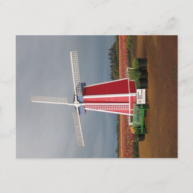 Postal Cartão do moinho de vento de Oregon (Frente)