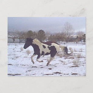 Postal Cartão do Mustang-Espírito
