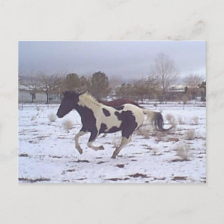 Postal Cartão do Mustang-Espírito