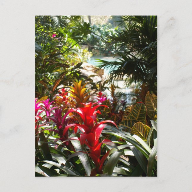 Postal Cartão do paraíso (Frente)