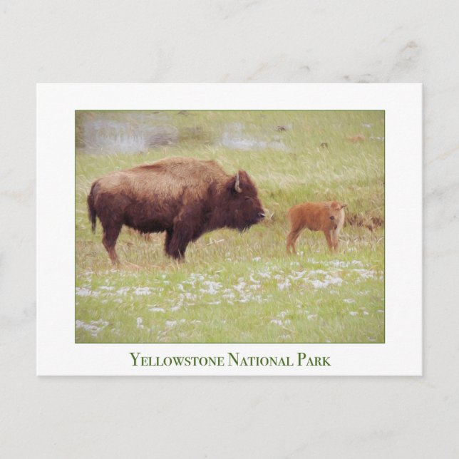 Postal Cartão do Parque Nacional Yellowstone com bison e  (Frente)