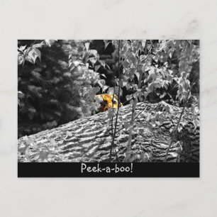 Postal Cartão do peekaboo do tigre