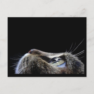 Postal Cartão do perfil do gato