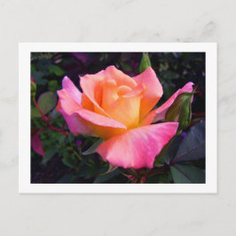 Postal Cartão do pêssego cor-de-rosa e do rosa amarelo