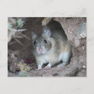 Postal Cartão do rato de madeira
