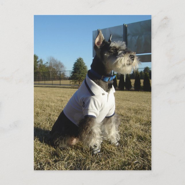 Postal Cartão do Schnauzer diminuto (Frente)